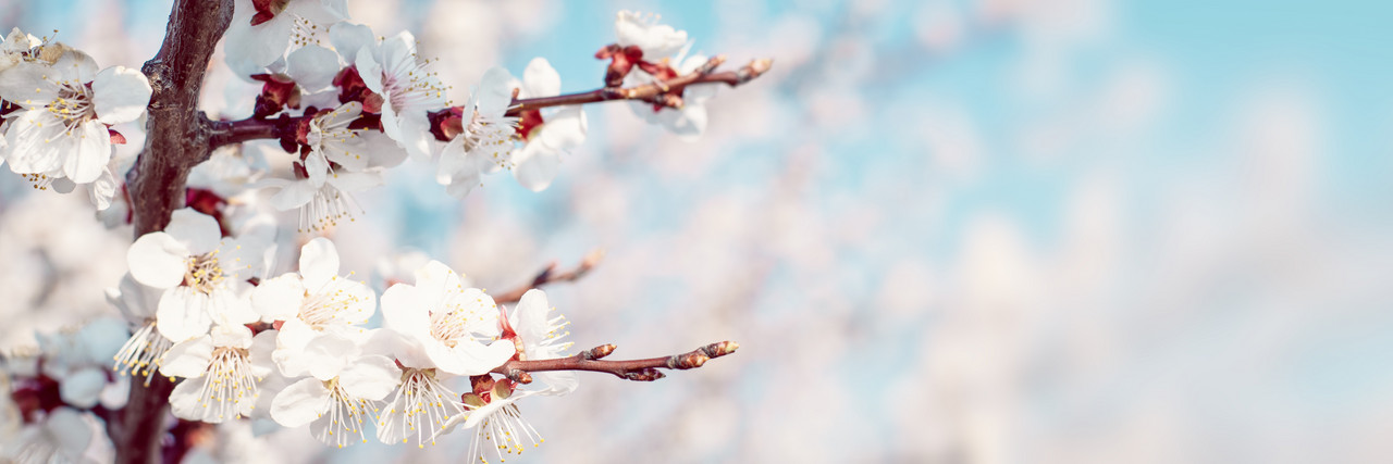 Nahaufnahme von Aprikosen-Bl&uuml;ten an einem Ast. 