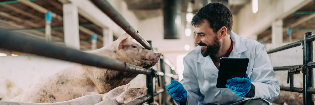 Foto: mittelalter Landwirt auf der Schweinefarm neben Schweinen.