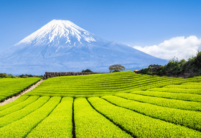 Foto: Reisfelder in Japan, im Hintergrund Mount Fuji