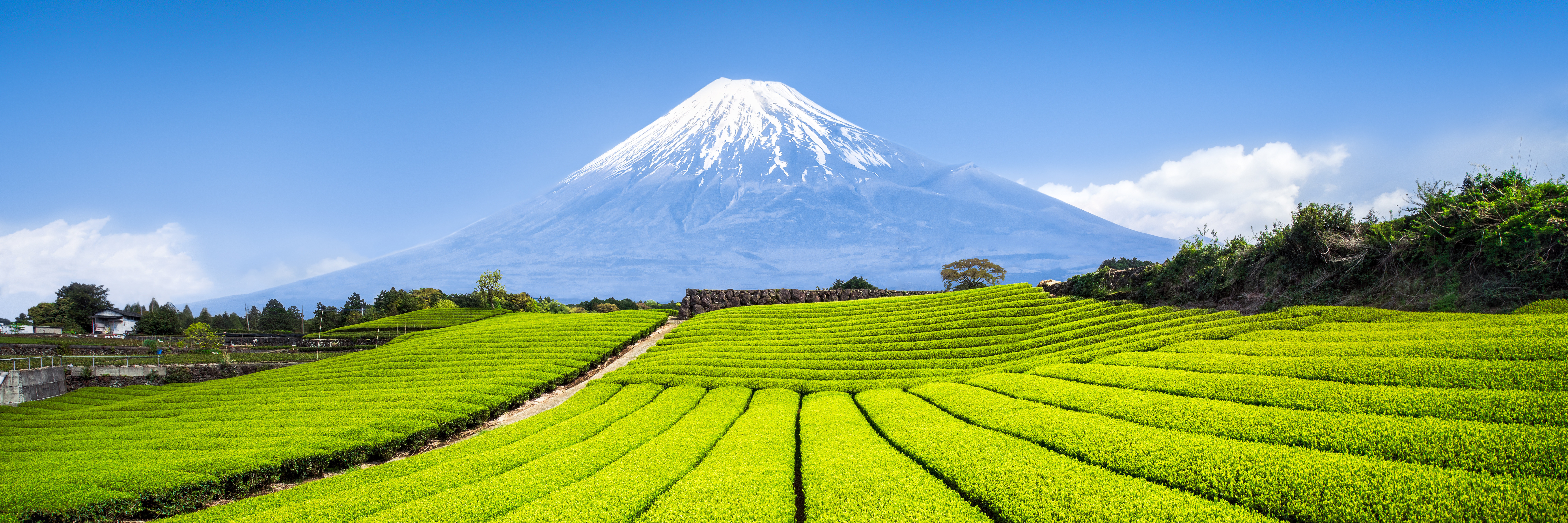 Foto: Reisfelder in Japan, im Hintergrund Mount Fuji
